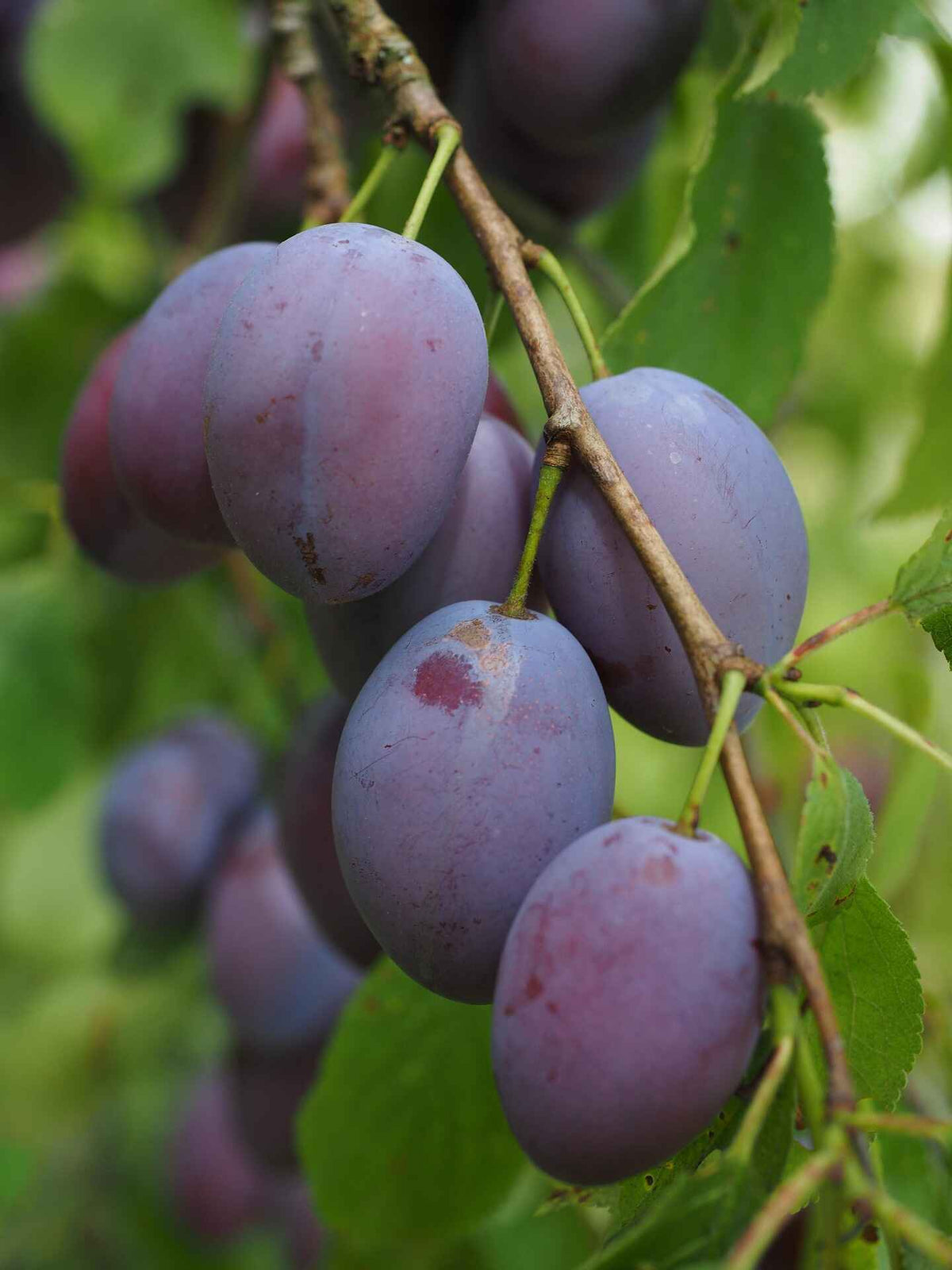 Obst-, Beeren- und Gemüsebau